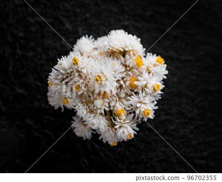 Top view of a flower on a black background. Selective focus. Top view of a flower on a black background. Selective focus. 96702355