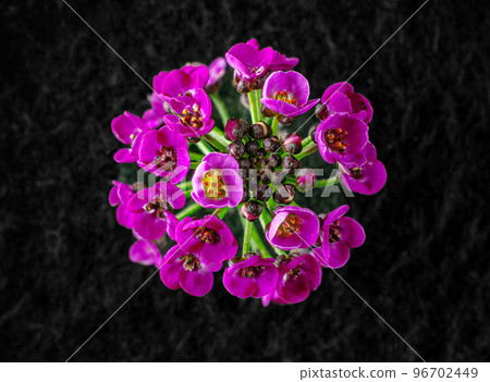Beautiful flower on black background. Closeup. Nature. Beautiful flower on black background. Closeup. Nature. 96702449