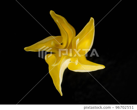 One flower on a black background. Photo from above. 96702551