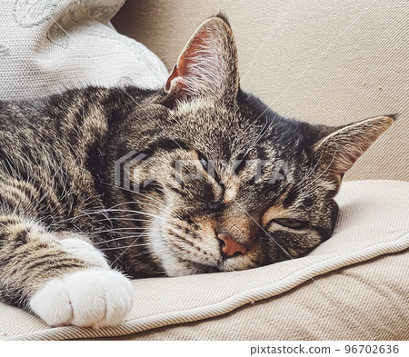 Beautiful female tabby cat at home, adorable domestic pet portrait, close-up 96702636