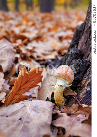 A young mushroom grows near a stump in an autumn forest. Selective focus. A young mushroom grows near a stump in an autumn forest. Selective focus. 96702637