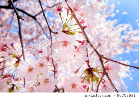 Cherry blossoms in full bloom bathed in light Cherry blossoms in full bloom bathed in light 96702681