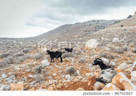 Mountain goat in the middle of nature. Mountain range, Crete island, Greece 96702887