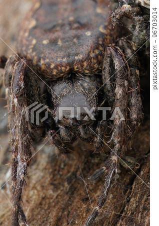 Closeup on a hairy, overwintering Walnut orbweaver, Nuctenea umbratica 96703014