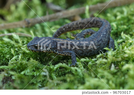 Closeup on a terretrial Alpine newt, Ichthyosaura alpestris in green moss Closeup on a terretrial Alpine newt, Ichthyosaura alpestris in green moss 96703017