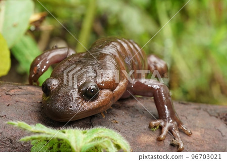 Frontal low angle closeup on a brown Northwestern mole salamander, Ambystoma gracile climbing on wood 96703021
