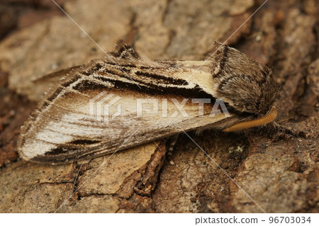 Closeup on the Swallow Prominent puss moth, Pheosia tremula, sitting on wood Closeup on the Swallow Prominent puss moth, Pheosia tremula, sitting on wood 96703034