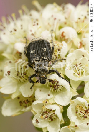 Closeup on a brown scarab beetle, Valgus hemipterus, sitting on white Blackthorn flowers 96703039