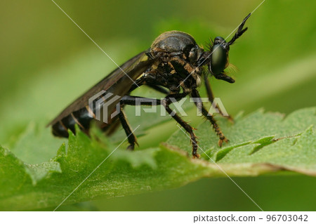 Closeup on a violet black-legged robber fly, Dioctria atricapilla sitting on a green leaf 96703042