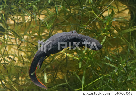 Closeup on an aquatic small Chinese firebellied newt, Cynops orientalis 96703045