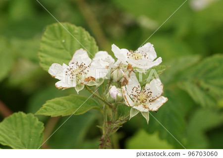 Closeup on a white flowering European blackberries plant, Rubus fruticosus 96703060