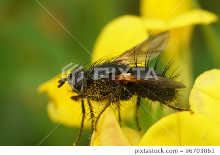 Natural closeup on a spiky Tachnid fly, Zophomyia temula on a yellow flower 96703061
