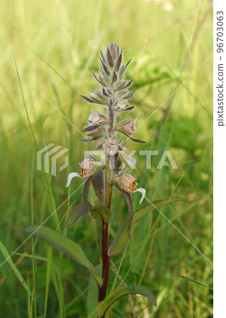 Vertical closeup on a Grecian foxglove, Digitalis lanata in a meadow 96703063