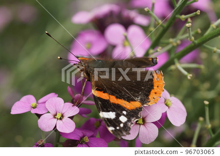 Colorful closeup on a Vanessa atalanta buttefly with spread wings on a purple wall flower 96703065