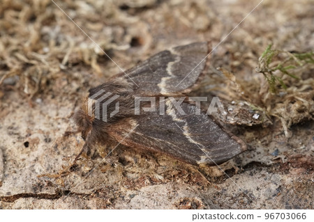 Closeup on the hairy December moth Poecilocampa populi Closeup on the hairy December moth Poecilocampa populi 96703066