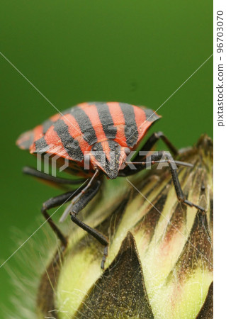 Frontal closeup on the color red striped Minstrel bug, Graphosoma italicum in the garden Frontal closeup on the color red striped Minstrel bug, Graphosoma italicum in the garden 96703070