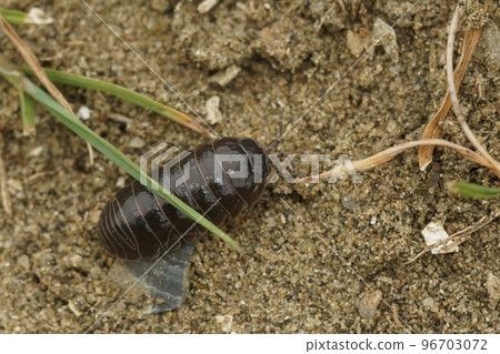 Closeup on a common pill-bugArmadillidium vulgare crawling on the ground 96703072