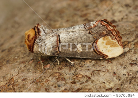 Closeup on a colorful Prominent puss moth, Phalera bucephala, sitting on wood 96703084