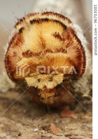 Frontal closeup on a colorful Prominent puss moth, Phalera bucephala, sitting on wood Frontal closeup on a colorful Prominent puss moth, Phalera bucephala, sitting on wood 96703085