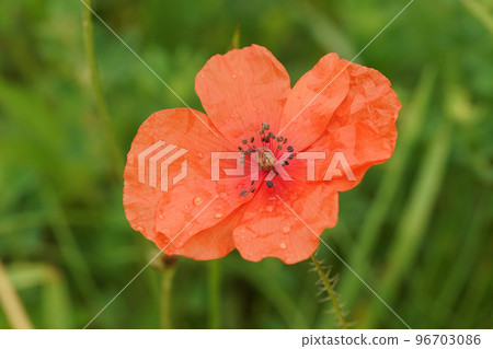 Closeup of a red common Flemish poppy flower, Papaver rhoas, against a green blurred background of a meadow field Closeup of a red common Flemish poppy flower, Papaver rhoas, against a green blurred background of a meadow field 96703086