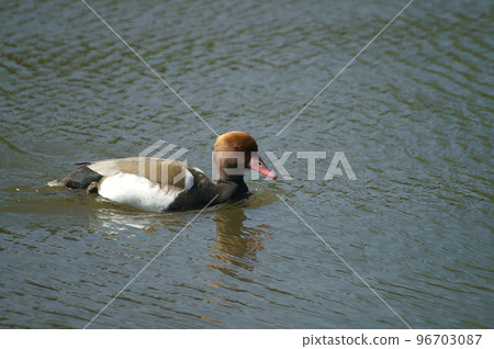 Closeup on a large diving duck, Red-crested Pochard, Netta rufina swimming in the water Closeup on a large diving duck, Red-crested Pochard, Netta rufina swimming in the water 96703087
