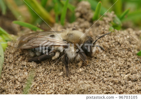 Natural closeup on a grey mining bee, Andrena vaga Natural closeup on a grey mining bee, Andrena vaga 96703105