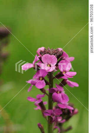 Vertical closeup on a purple wallfwloer, Erisymum cheiri, against a green blurred background 96703108