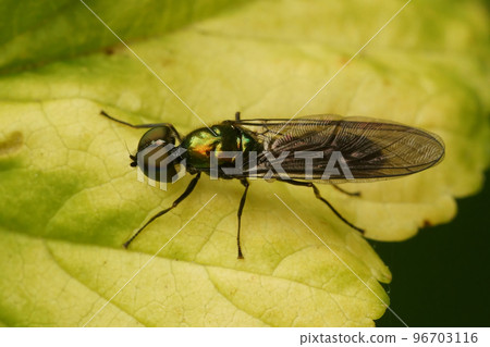 Closeup on a rarely photographed soldier fly , the iridescent centurion Sargus iridatus , sitting on a green leaf 96703116