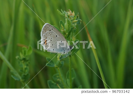 Closeup on a colorful Short tailed blue, Everes argiades sitting against a green natural background 96703142