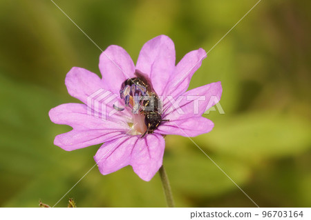 Closeup on a small Yellow masked solitary bee, Hylaeus, in a purple mountain cranesbill flower 96703164