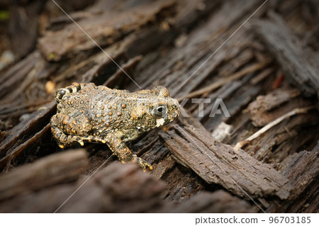 Close up of a juvenile western toad , Bufo boreas , on redwood in North California Close up of a juvenile western toad , Bufo boreas , on redwood in North California 96703185