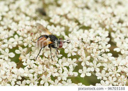 Closeup on a small Tachinid fly, Gymnosoma nudifrons sitting on white flower 96703188