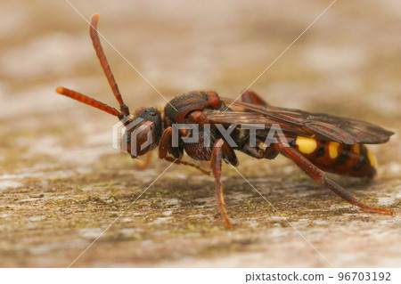 Closeup on a of a female cuckoo Nomad bee, Nomada panzeri, resting on wood 96703192