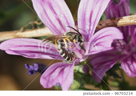 Closeup shot of a male great banded furrow bee, Halictus scabiosae in a purple Mallow flower 96703214