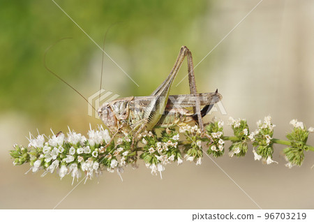 Closeup on a brown Mediterranean long-horned grasshopper, Platycleis sabulosa sitting on white flower Closeup on a brown Mediterranean long-horned grasshopper, Platycleis sabulosa sitting on white flower 96703219