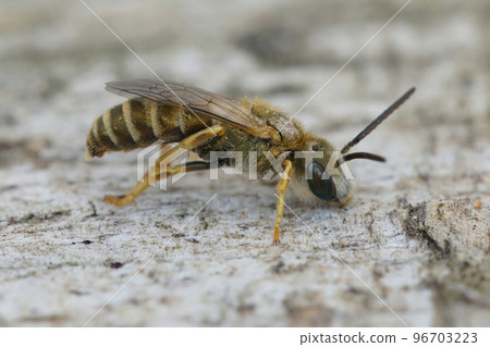 Closeup on a male small golden furrow bee, Halictus subauratus, Closeup on a male small golden furrow bee, Halictus subauratus, 96703223