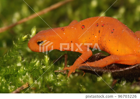 Closeup on a colorful red eft stage juvenile Red-spotted newt Notophthalmus viridescens sitting on moss Closeup on a colorful red eft stage juvenile Red-spotted newt Notophthalmus viridescens sitting on moss 96703226