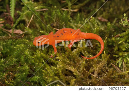 Closeup on a colorful red eft stage juvenile Red-spotted newt Notophthalmus viridescens sitting on moss 96703227