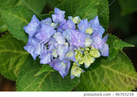 Colorful closeup on a blue Mophead Hydrangea macrophylla flower and folioage in the garden 96703230