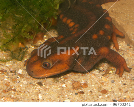 Closeup on an adult Himalayan newt, Tylototriton verrucosus 96703241
