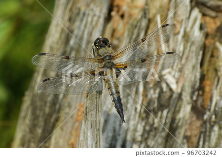 Natural closeup on a four-spotted chaser dragonfly, Libellula quadrimaculata 96703242