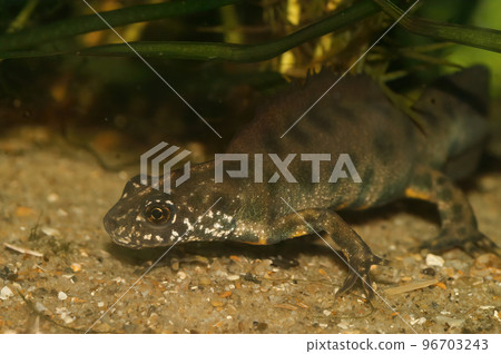Closeup on a male Italian crested newt, Triturus carnifex Closeup on a male Italian crested newt, Triturus carnifex 96703243