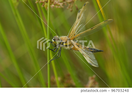 Natural closeup on a four-spotted chaser dragonfly, Libellula quadrimaculata 96703248