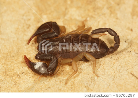 Closeup on the European yellow-tailed scorpion, Euscorpious flavicaudis 96703297