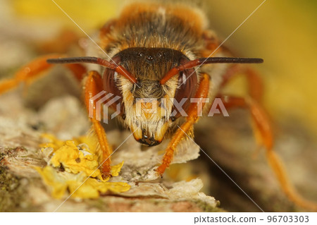 Frontal closeup on the rare Spotted red-resin solitary bee, Rhodanthidium sticticum 96703303