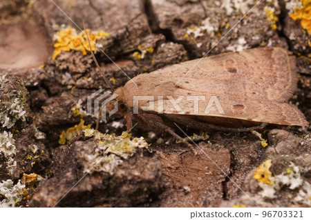 Closeup of the lesser yellow underwing , Noctua comes on a green mossy piece of wood Closeup of the lesser yellow underwing , Noctua comes on a green mossy piece of wood 96703321