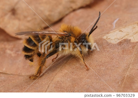 Closeup on a hairy male Pantaloon bee, Dasypoda hirtipes 96703329