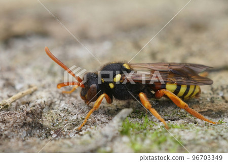 Closeup on a female Painted nomad bee, Nomada fucata sitting on a piece of wood 96703349