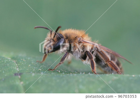 Closeup on a brown hairy female Closeup shot Mellow miner mining bee, Andrena mitis, sitting on a green leaf 96703353