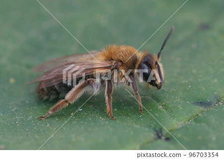 Closeup on a brown hairy female Closeup shot Mellow miner mining bee, Andrena mitis, sitting on a green leaf 96703354